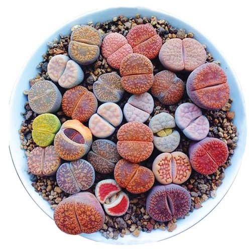 دوچرخه شماره ۸۵۳ دوچرخه شماره ۸۵۳