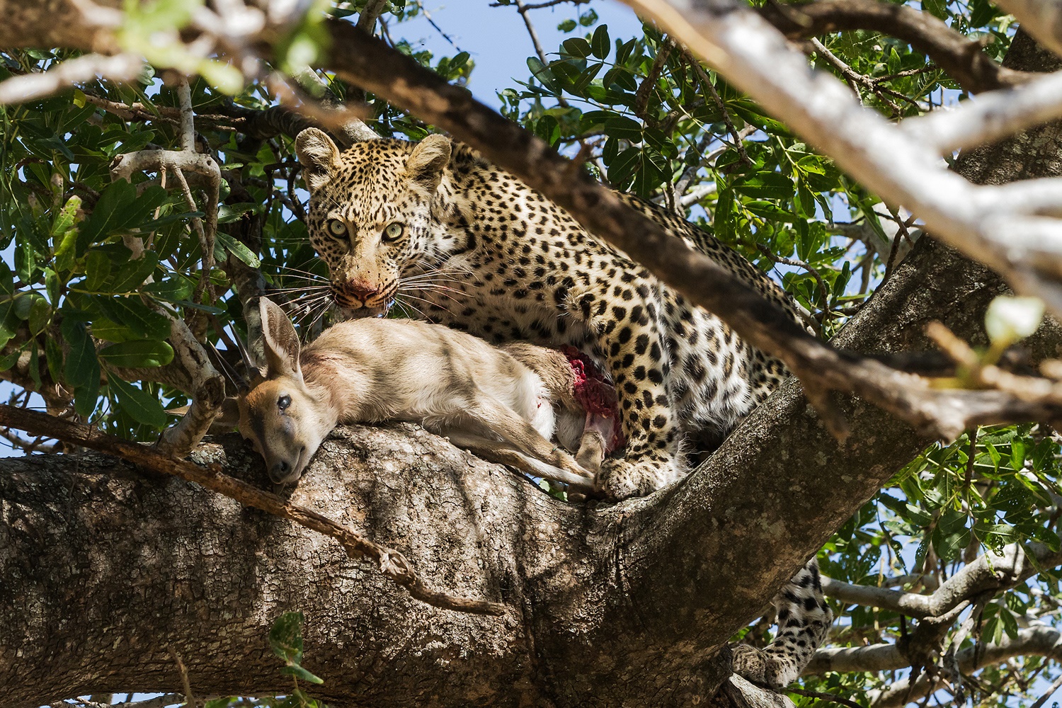 leopard