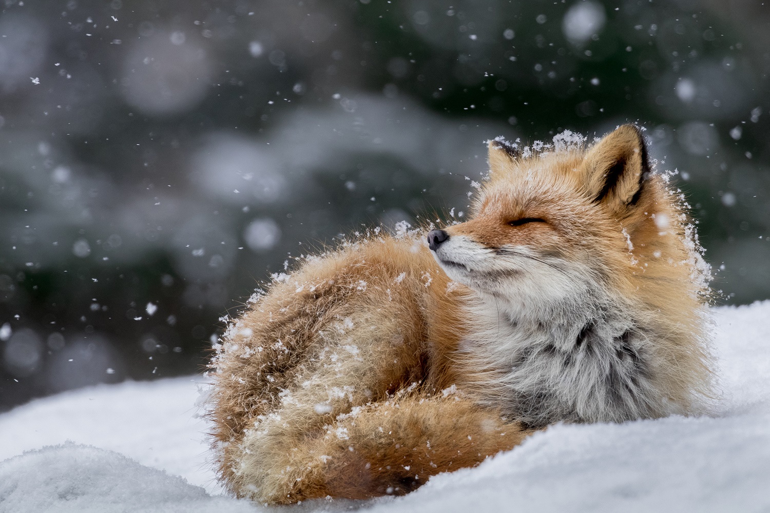 fox
