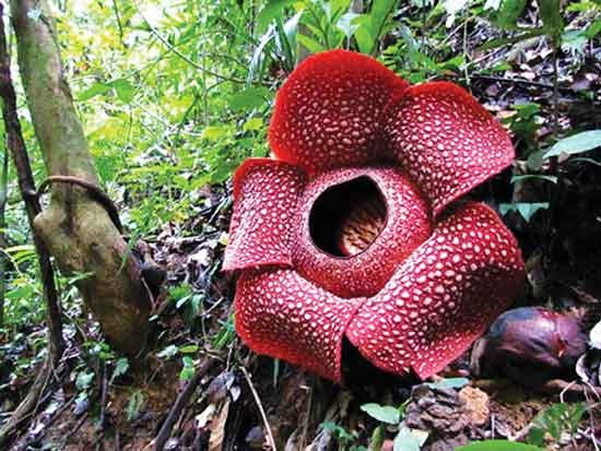 دوچرخه شماره ۸۵۳ دوچرخه شماره ۸۵۳