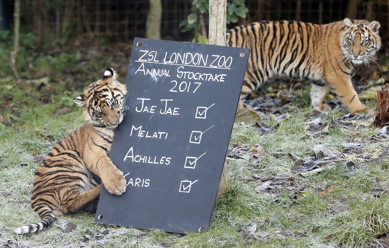 TIGER