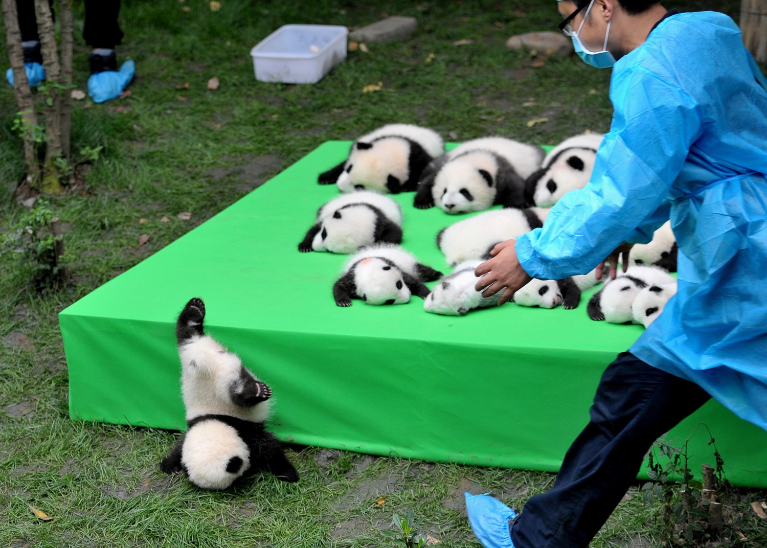 Panda