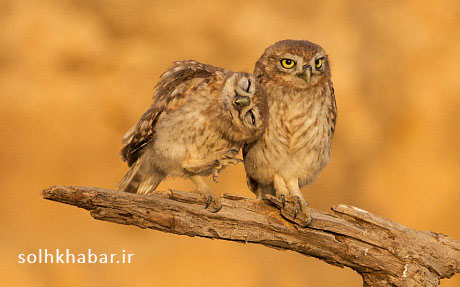 Little Owl Friends