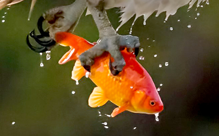 potd-goldfish_solhkhabar