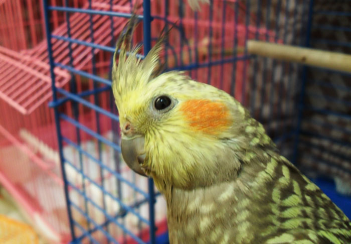ممنوعیت خرید و فروش پرنده زینتی