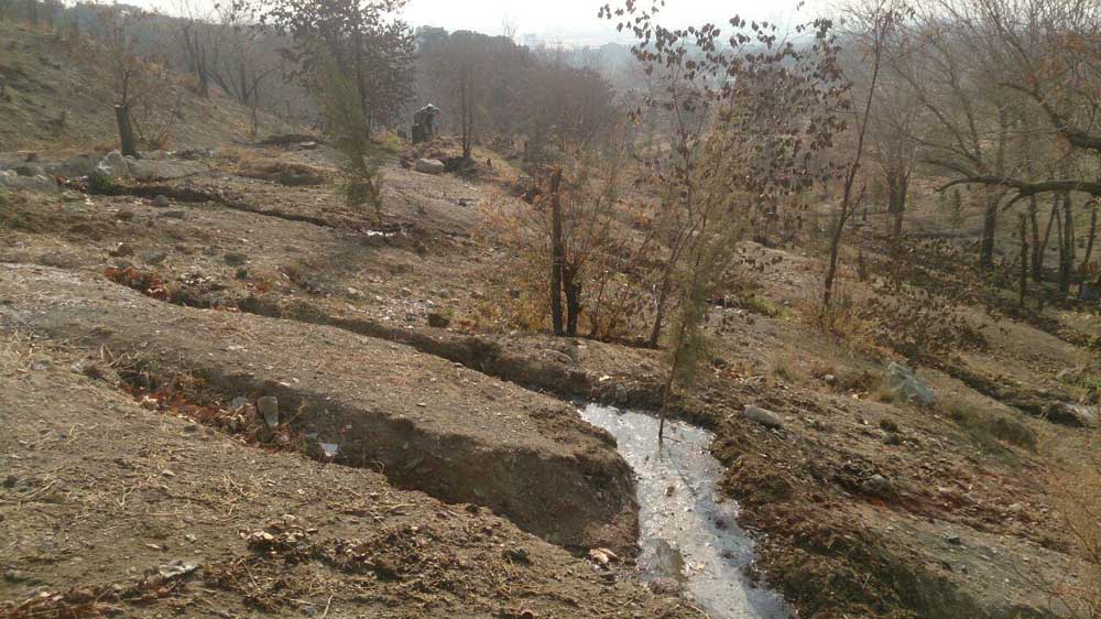 chitgar-trees-06