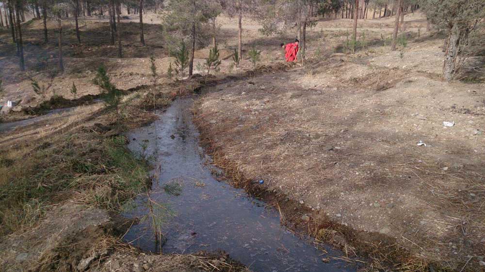 کاشت 50هزار نهال در بوستان جنگلی چیتگر