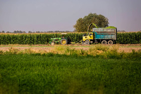 زراعت ذرت‌ یکی محصولات کشاورزی مردم روستای «زرگر» است.