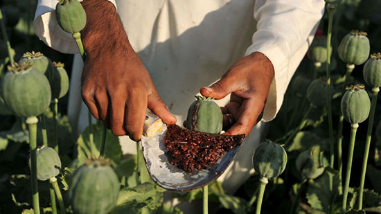 با ۱۰ ماده مخدر اصلی و تاثیرات مخرب و مرگبار هر یک از آن ها آشنا شوید