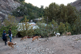 حضور حیواناتی در مسیر کوهپیمایی منتهی به پناهگاه پلنگ‌چال