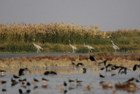 تالاب میقان زیستگاه مناسبی برای پرندگان مهاجر است .