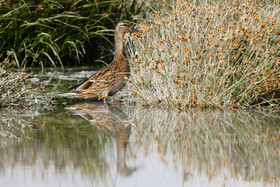 تالاب میقان زیستگاه مناسبی برای پرندگان مهاجر است .