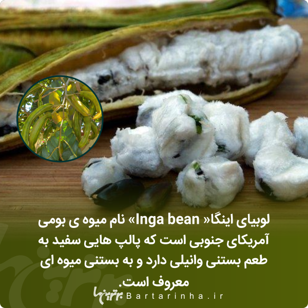 دانستنی‌های جالب؛ از معیار تازه مردان برای ازدواج تا شیرین‌ترین ماده جهان!