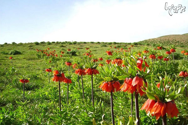 پیشنهاد نوروزی؛ به شهر‌های بهاری ایران سفر کنید