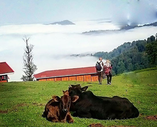 تابستان‌گردی در طبیعت زیبای «ماسال»