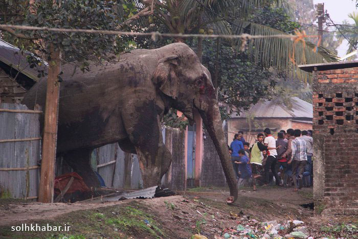 حمله فیل وحشی به جمعیت مردم در هند