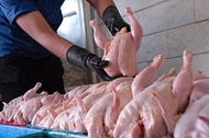 تحولات بازار مرغ و ماهی | قیمت مرغ کاهش یافت