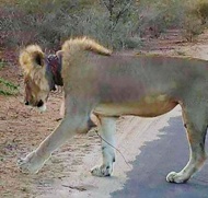 نجات این شیر، دل شیر می‌خواست