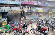 حمله فیل عصبانی به مردم