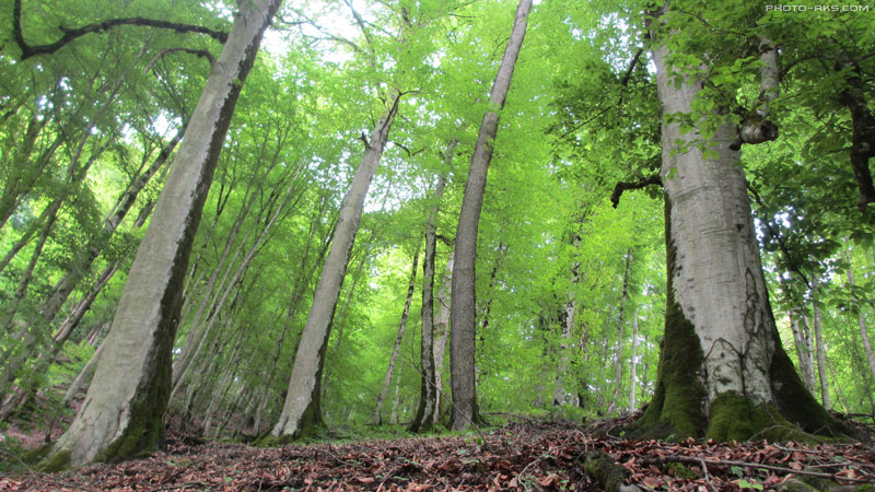 جنگل های شمال ۱۳۷ هزار هکتار افزایش یافت