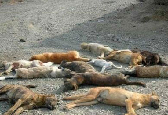 سگ‌کشی گسترده در تبریز