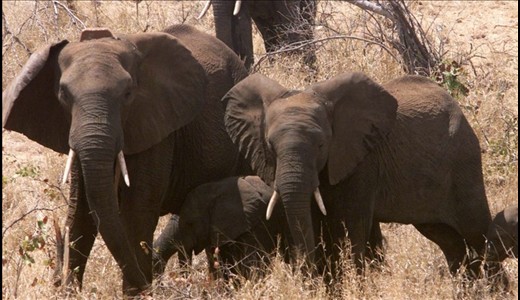 تهدید جدیِ انقراض نسل فیل‌ها