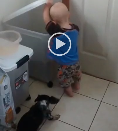 غذا دادن بچه به سگ