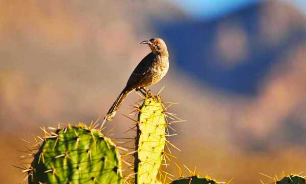 بحران کم‌آبی برای پرندگان صحرای جنوب غرب آمریکا