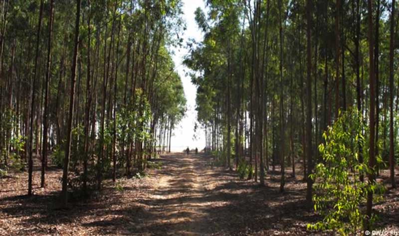 ۱۰۰۰ هکتار طرح جنگل کاری بنیاد برکت فردا بهره برداری می شود