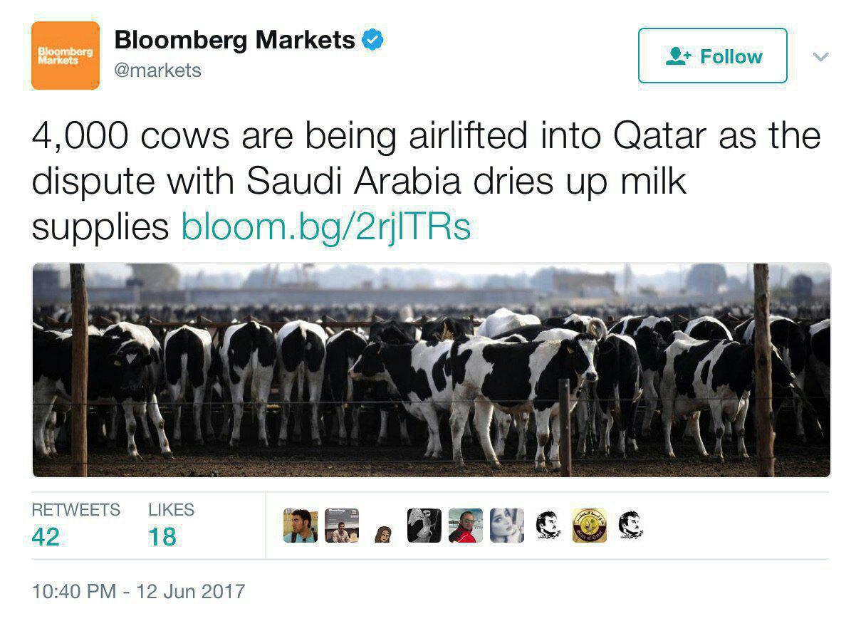 واردات 4000 گاو توسط تاجر قطری