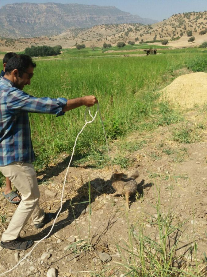نجات روباه گرفتار در چاه/برگزاری جشنواره فیلم سبز ایران در لرستان