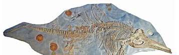 کشف جنین دایناسور 200 میلیون ساله درون شکم مادر +عکس
