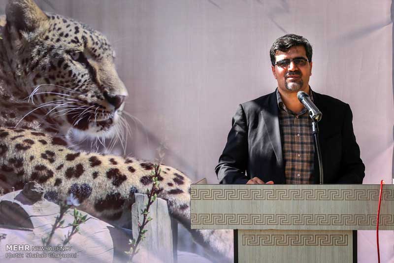 اهمیت ژن پلنگ باغ وحش تهران برای جهان/شیر ایرانی به کشور می‌آید