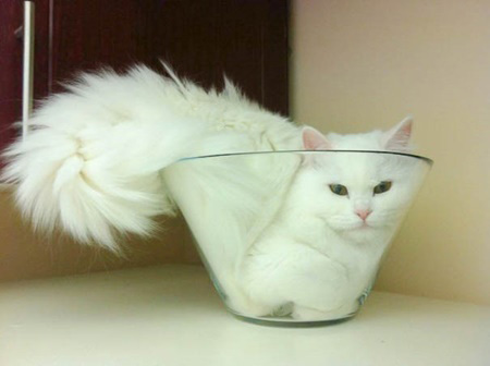 گربه جامد است یا مایع؟