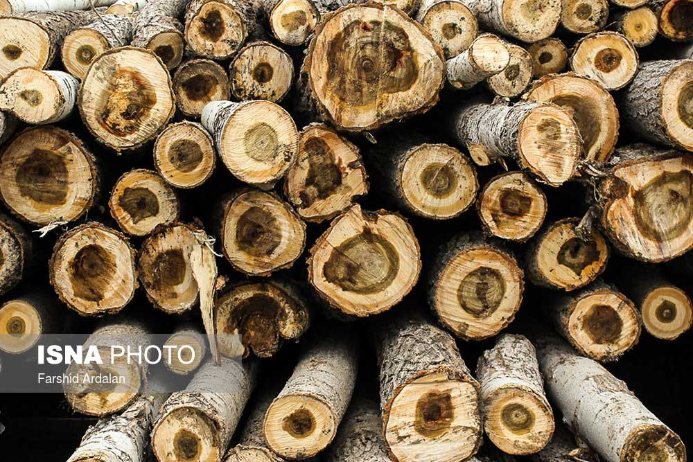 طرح ویژه زراعت چوب اجرایی می‌شود