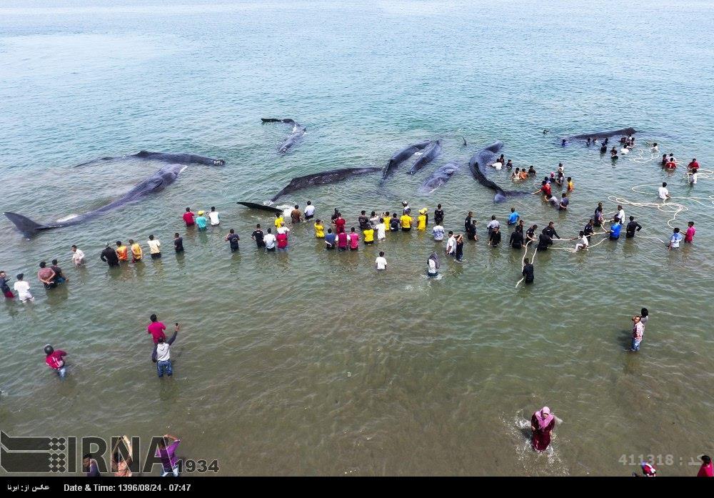 خودکشی دسته‌جمعی نهنگ‌ها/عکس
