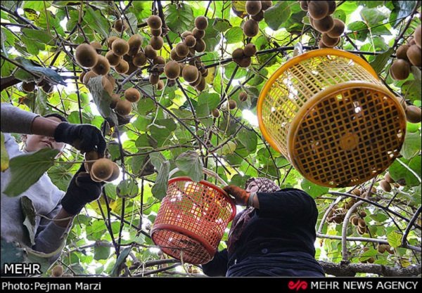 ۹ ماه از سال در کشور کیوی داریم/ نیاز ۱۰ کشور را تامین می‌کنیم