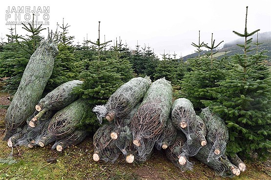قطع درختان جنگل برای جشن کریسمس