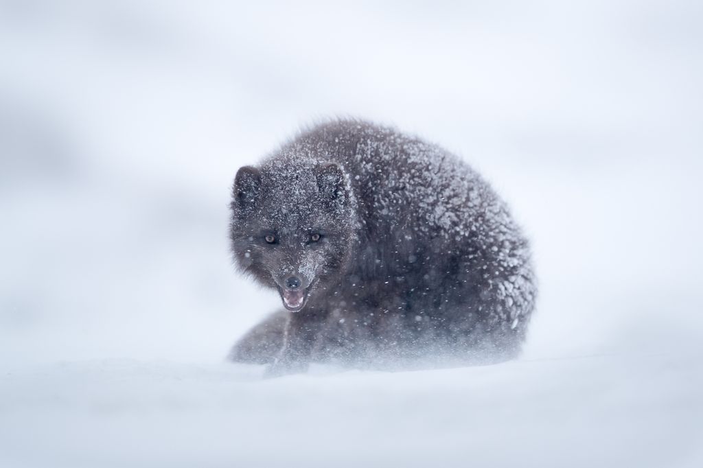 روباه آبی قطبی (عکس)