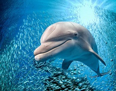حقایق جالب درباره دلفین‌ ها