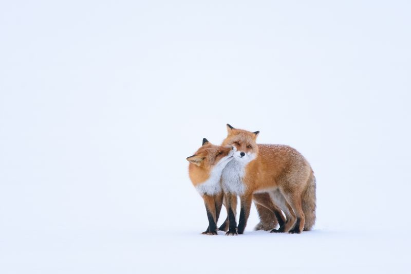 بازی دو روباه قرمز (عکس)