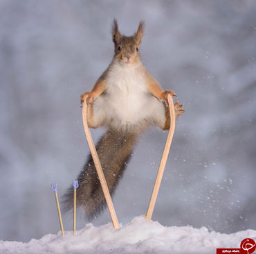 المپیک زمستانی سنجاب ها (+عکس)