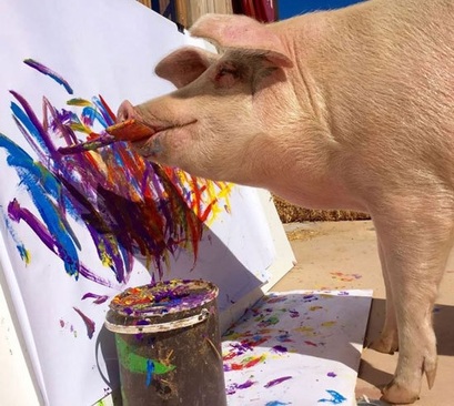تنها خوک نقاش جهان (+عکس)
