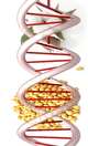 مزایا و معایب غذاهای اصلاح شده ژنتیکی
