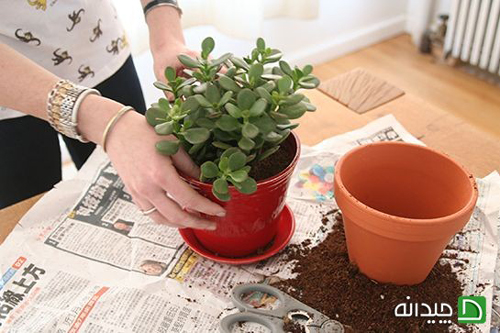 تعویض گلدان در خانه، لباس نو برای گیاهان آپارتمانی!