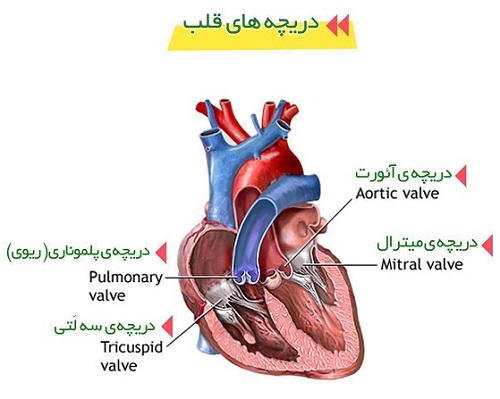 علائم بیماری قلبی و درمان آن