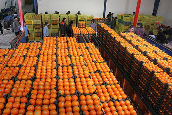 قیمت پرتقال شب عید ۳۱۰۰ تومان اعلام شد/نرخ سیب هنوز مشخص نیست