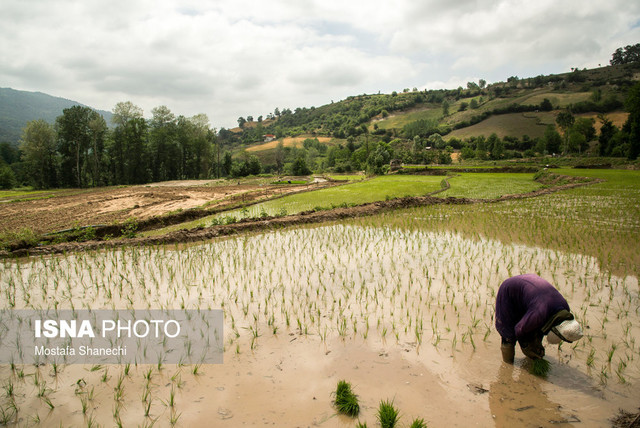 داستان بذرهای برنج تنبل… – صلح خبر