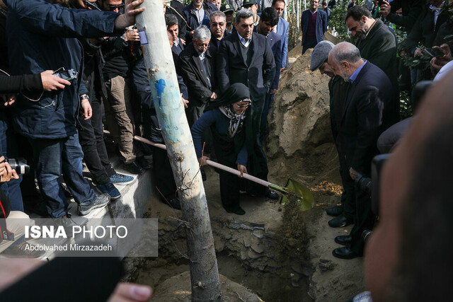 ساماندهی و احیای درختان چنار خیابان ولیعصر