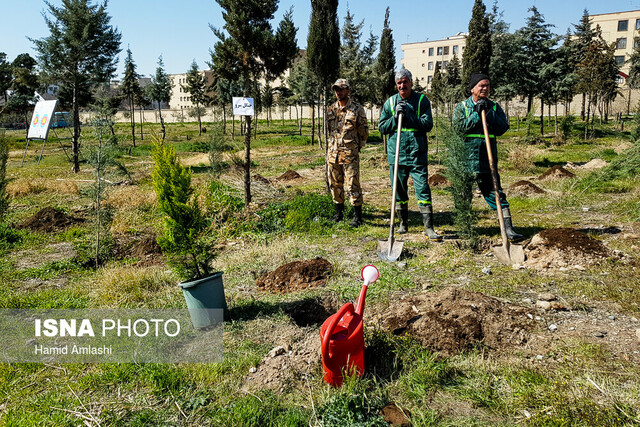 سرو، کاج و چنار دیگر مناسب تهران نیستند